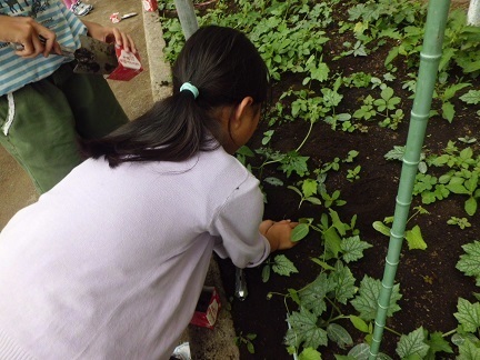 ４年生 理科 暑い季節 植物の育ち方を調べよう 稲城第三小学校